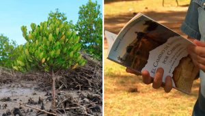 El libro y el árbol de 'El Camino de Santiago por Cabrera' cumplen un año